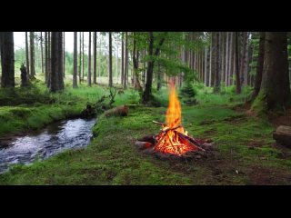 asmr real forest fire calming sounds of nature