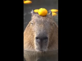 capybara saw...